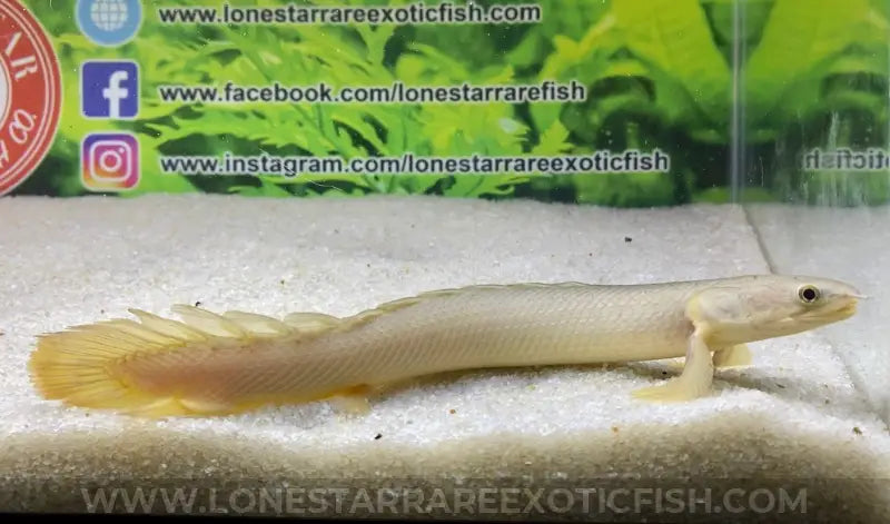 Senegal Bichir / Polypterus Senegalus ‘lake Chad’ Live Freshwater Tropical Fish For Sale Online