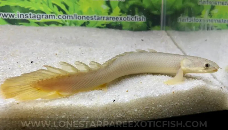 Senegal Bichir / Polypterus Senegalus ‘lake Chad’ Live Freshwater Tropical Fish For Sale Online