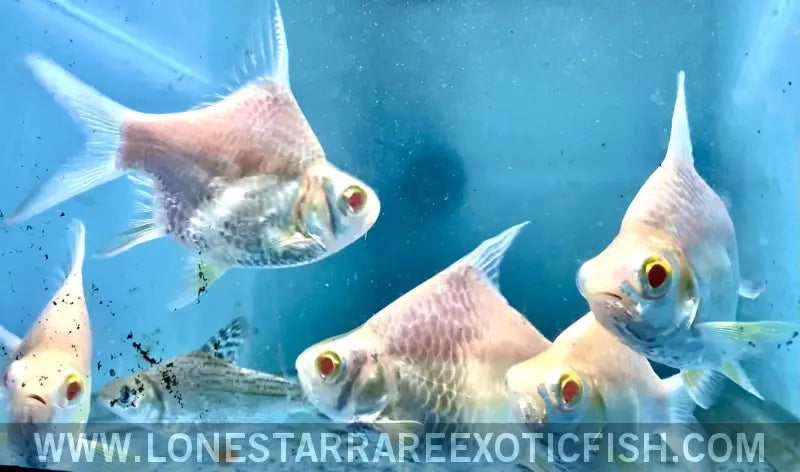 Short Body Albino Tinfoil Barb / Barbonymus Schwanenfeldii Live Freshwater Tropical Fish for Sale Online