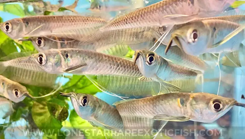 Silver Arowana / Osteoglossum Bicirrhosum Live Freshwater Tropical Fish For Sale Online