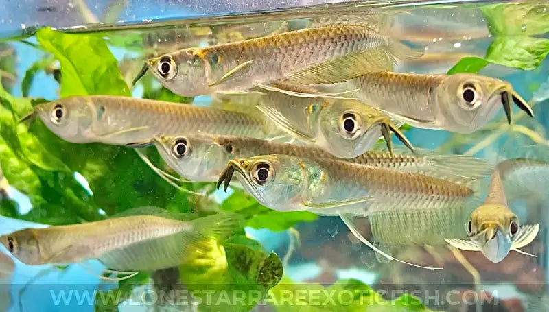 Silver Arowana / Osteoglossum Bicirrhosum Live Freshwater Tropical Fish For Sale Online