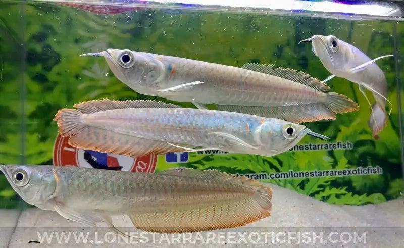 Lone Star Rare Exotic Fish Co  Live Tropical Freshwater Fish For Sale