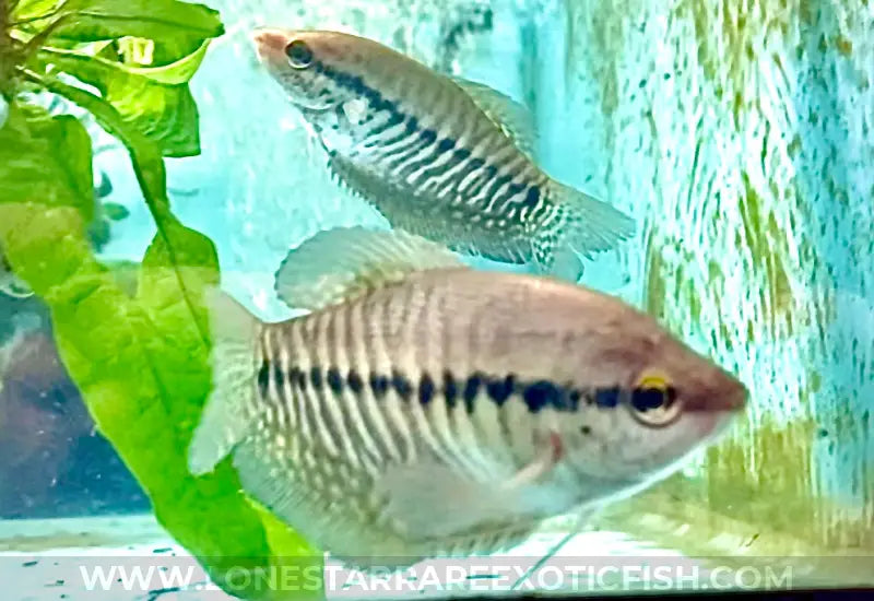 Snakeskin Gourami / Trichopodus Pectoralis Live Freshwater Tropical Fish For Sale Online