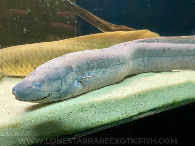 South American Lungfish / Lepidosiren Paradoxa Live Freshwater Tropical Fish For Sale Online