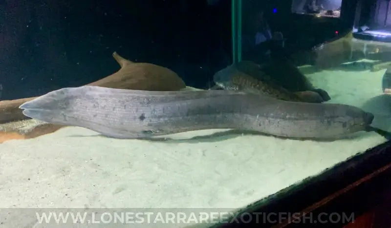 South American Lungfish / Lepidosiren Paradoxa Live Freshwater Tropical Fish For Sale Online