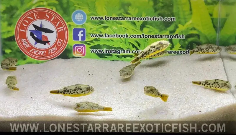 Spotted Congo Puffer / Tetraodon Schoutedeni Live Freshwater Tropical Fish for Sale Online