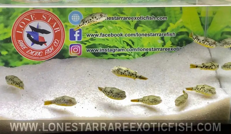 Spotted Congo Puffer / Tetraodon Schoutedeni Live Freshwater Tropical Fish for Sale Online