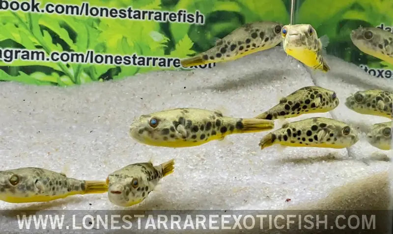 Spotted Congo Puffer / Tetraodon Schoutedeni Live Freshwater Tropical Fish for Sale Online