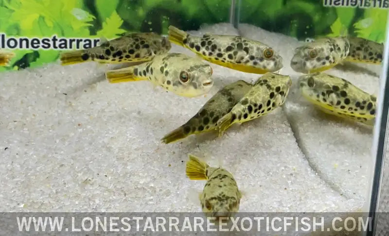 Spotted Congo Puffer / Tetraodon Schoutedeni Live Freshwater Tropical Fish for Sale Online