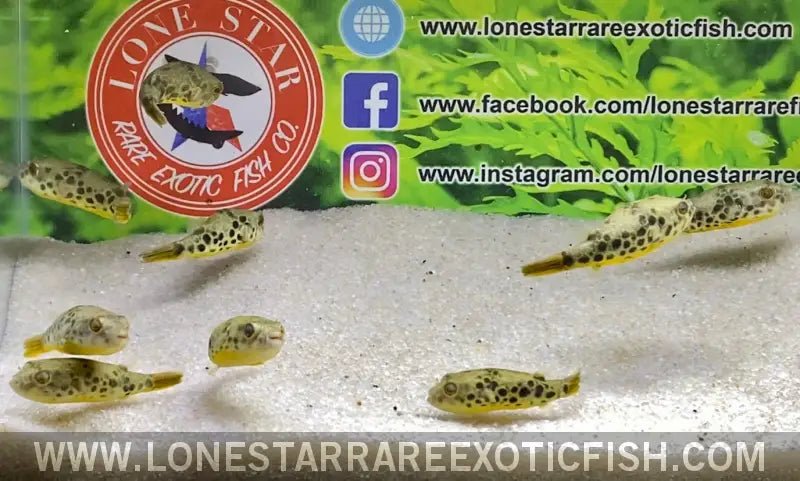 Spotted Congo Puffer / Tetraodon Schoutedeni Live Freshwater Tropical Fish for Sale Online