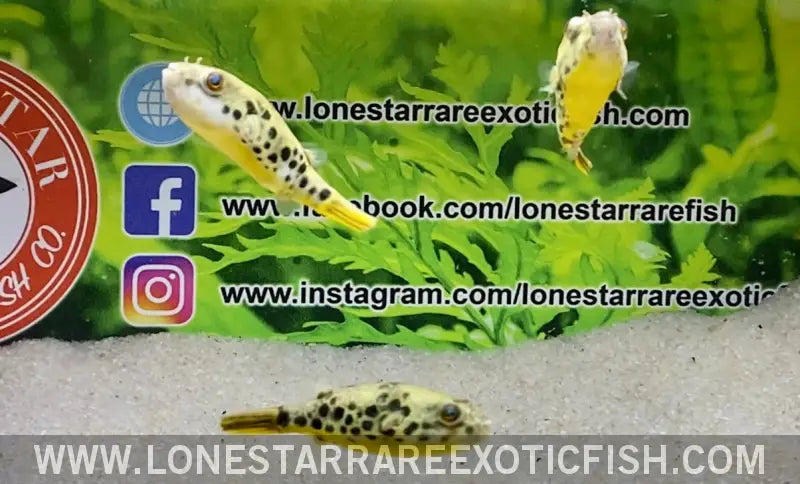 Spotted Congo Puffer / Tetraodon Schoutedeni Live Freshwater Tropical Fish for Sale Online