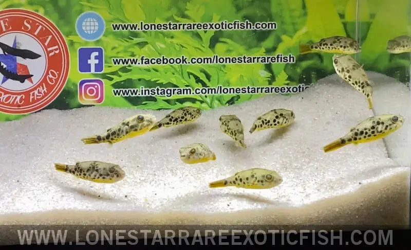 Spotted Congo Puffer / Tetraodon Schoutedeni Live Freshwater Tropical Fish for Sale Online