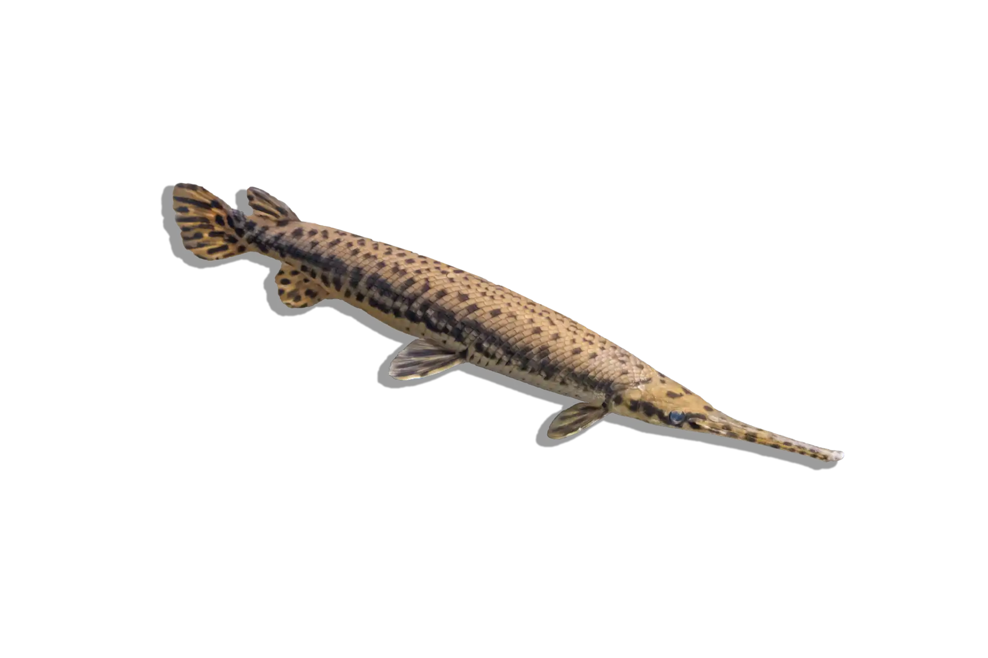 Spotted gar fish.