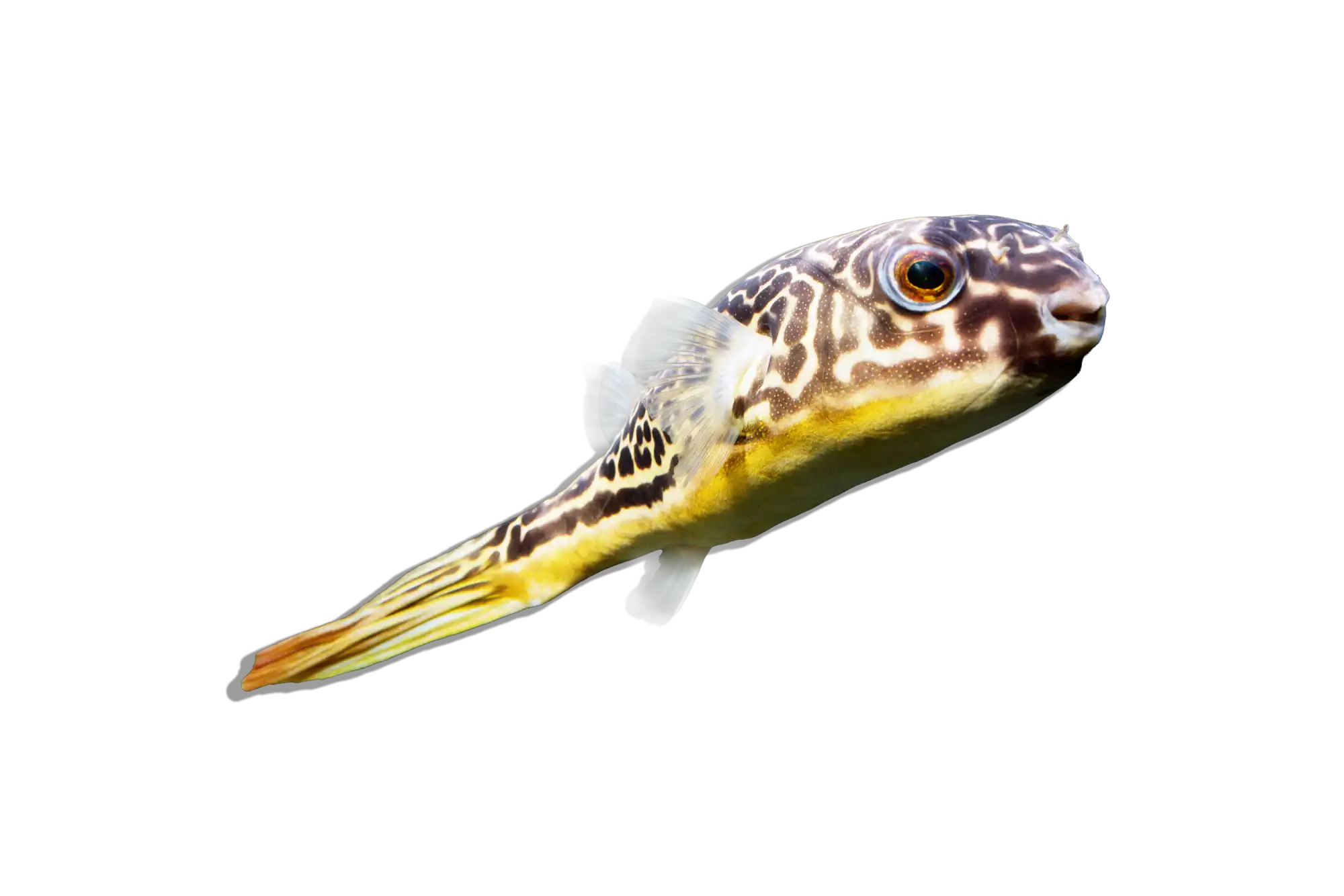 Spotted pufferfish with yellow underside.