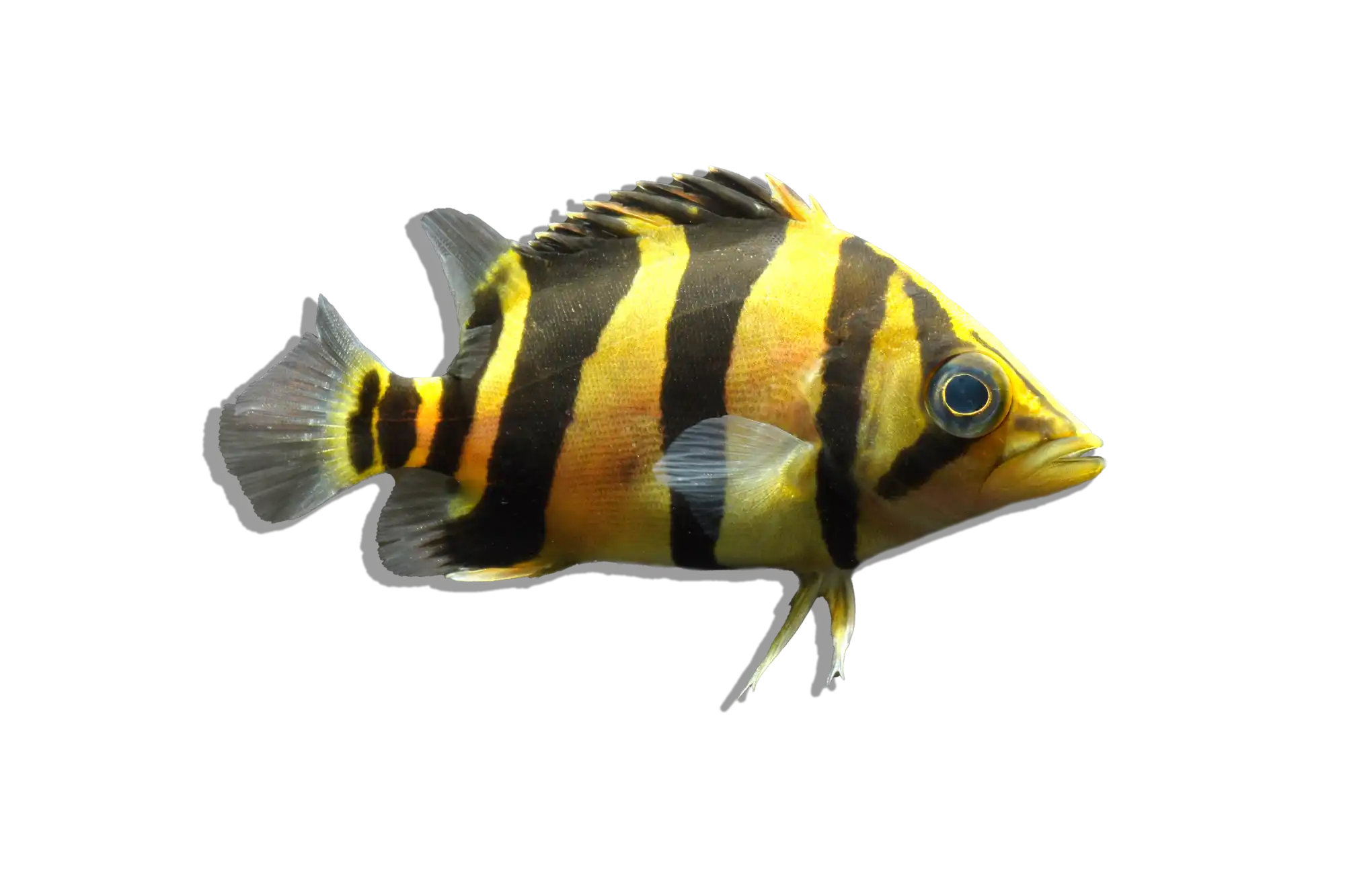 Striped yellow and black fish.