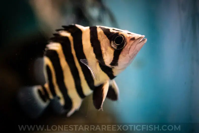 Sumatra Datnoid / Datnioides Microlepis (4 Bar) Live Freshwater Tropical Fish For Sale Online