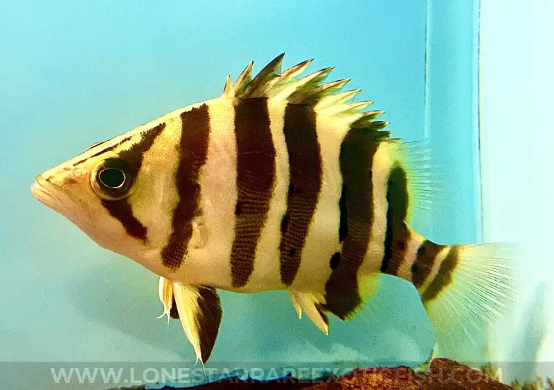 Sumatra Datnoid / Datnioides Microlepis (4 Bar) Live Freshwater Tropical Fish For Sale Online