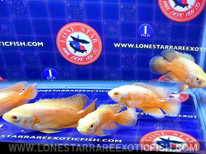 Super Red Albino Oscar Cichlid / Astronotus Ocellatus Sp. Live Freshwater Tropical Fish for Sale Online