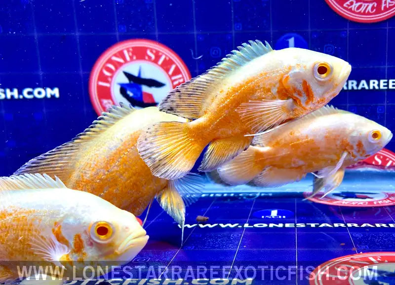 Super Red Albino Oscar Cichlid / Astronotus Ocellatus Sp. Live Freshwater Tropical Fish for Sale Online