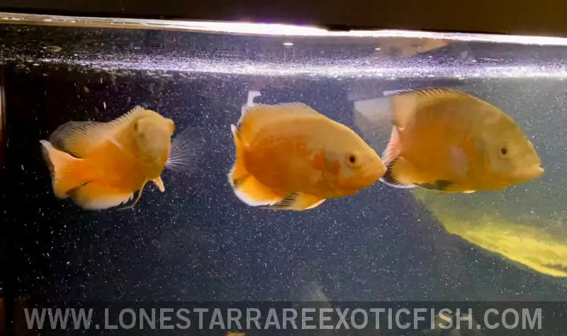 Super Red Albino Oscar Cichlid / Astronotus Ocellatus Sp. Live Freshwater Tropical Fish for Sale Online