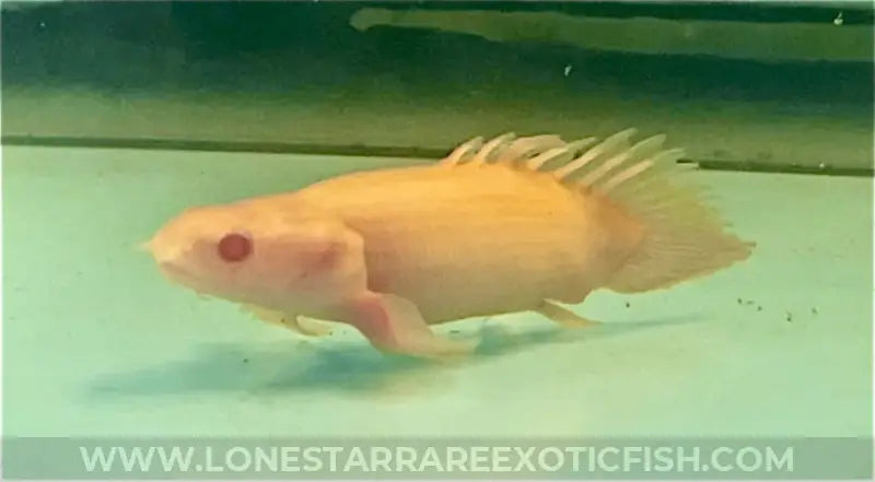 Super Short Body Albino Senegal Bichir Live Freshwater Tropical Fish For Sale Online