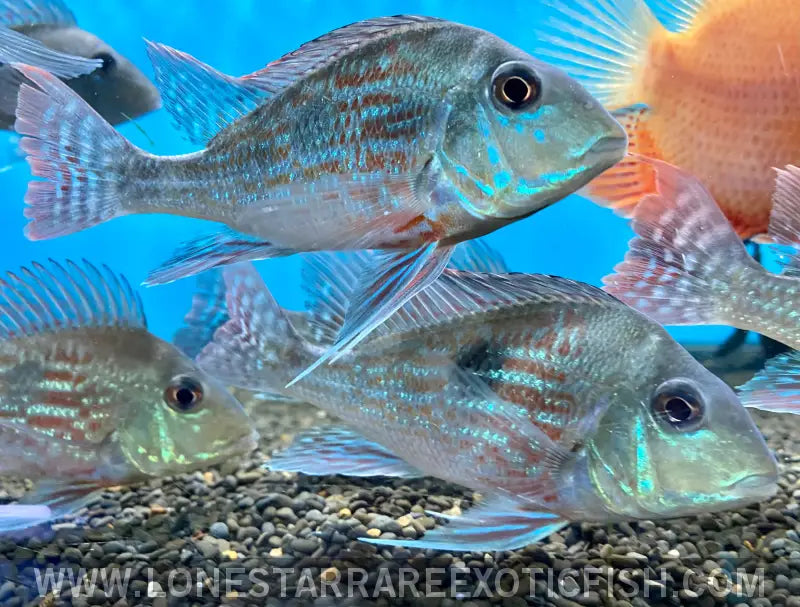 Sveni Eartheater Cichlid / Geophagus Sveni Live Freshwater Tropical Fish for Sale Online