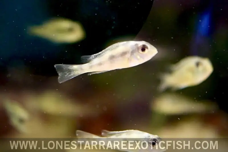 Sveni Eartheater Cichlid / Geophagus Sveni Live Freshwater Tropical Fish for Sale Online