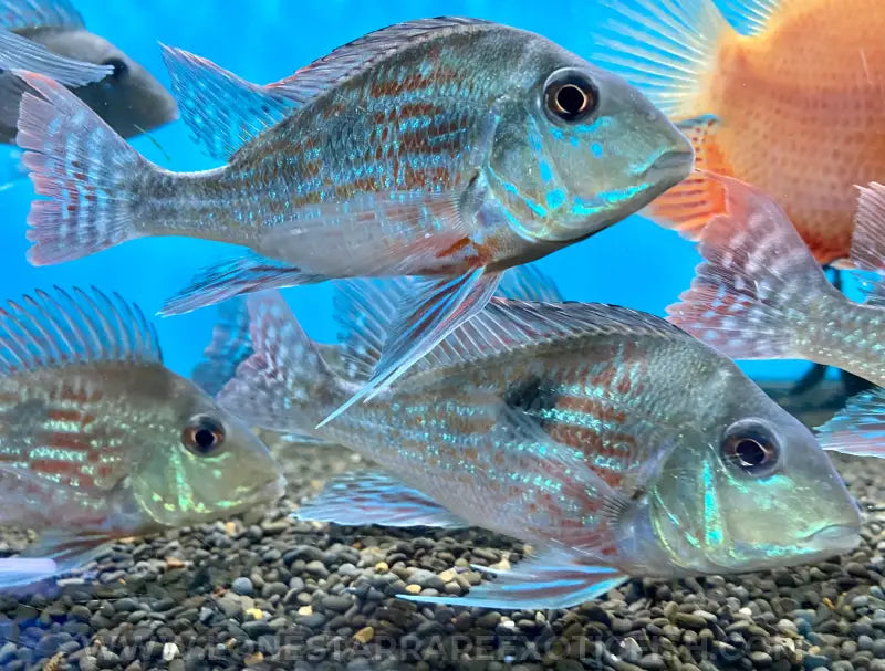 Sveni Eartheater Cichlid / Geophagus Sveni Live Freshwater Tropical Fish For Sale Online
