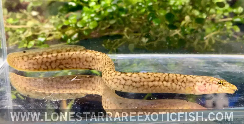 Tanganyikan Spiny Eel / Mastacembelus Moorii Live Freshwater Tropical Fish for Sale Online