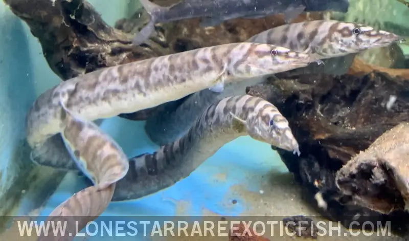 Tanganyikan Zebra Eel / Mastacembelus Ellipsifer Live Freshwater Tropical Fish for Sale Online