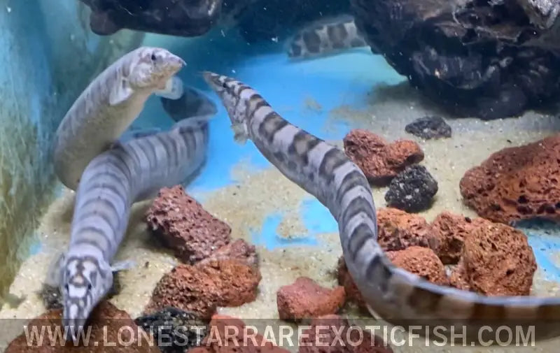 Tanganyikan Zebra Eel / Mastacembelus Ellipsifer Live Freshwater Tropical Fish for Sale Online