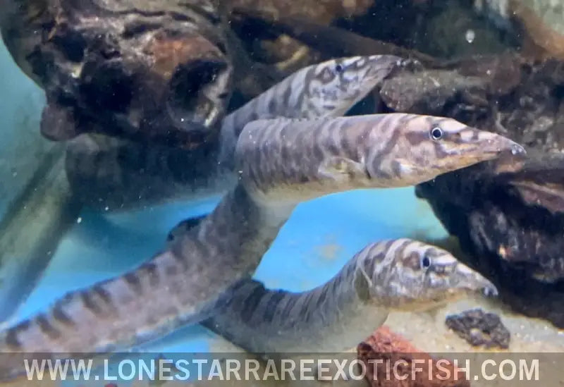 Tanganyikan Zebra Eel / Mastacembelus Ellipsifer Live Freshwater Tropical Fish for Sale Online