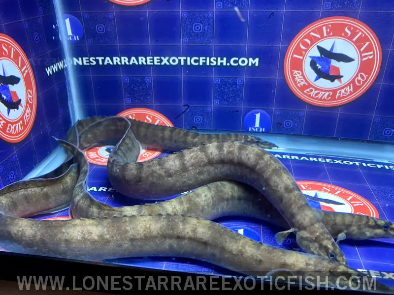 Tanganyikan Zebra Eel / Mastacembelus Ellipsifer Live Freshwater Tropical Fish for Sale Online