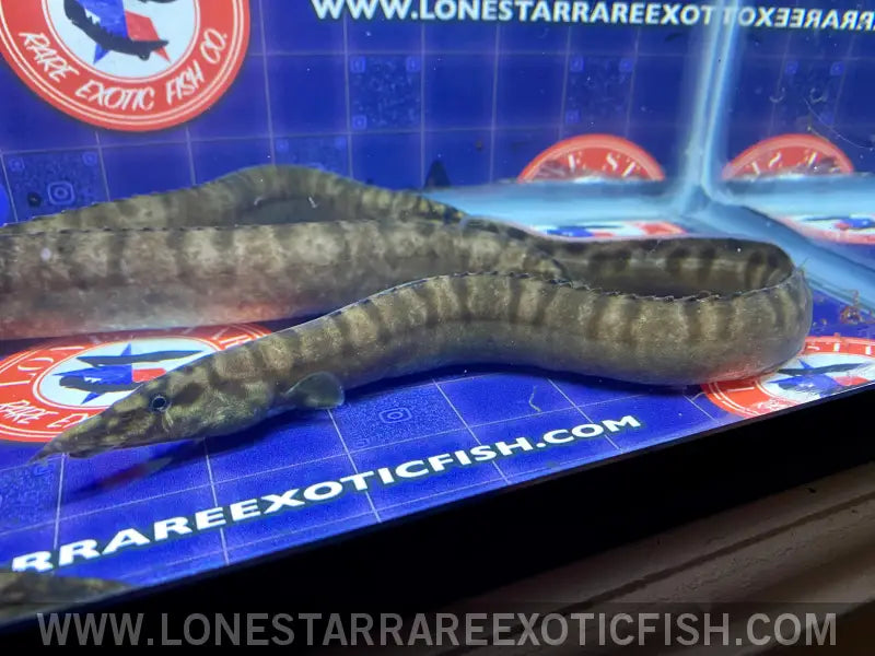 Tanganyikan Zebra Eel / Mastacembelus Ellipsifer Live Freshwater Tropical Fish for Sale Online