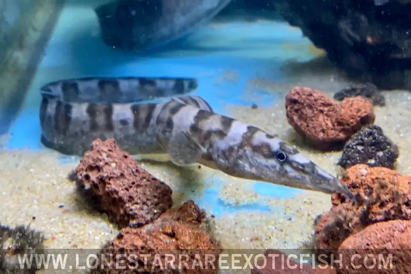 Tanganyikan Zebra Eel / Mastacembelus Ellipsifer Live Freshwater Tropical Fish for Sale Online