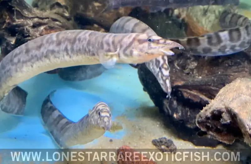 Tanganyikan Zebra Eel / Mastacembelus Ellipsifer Live Freshwater Tropical Fish for Sale Online