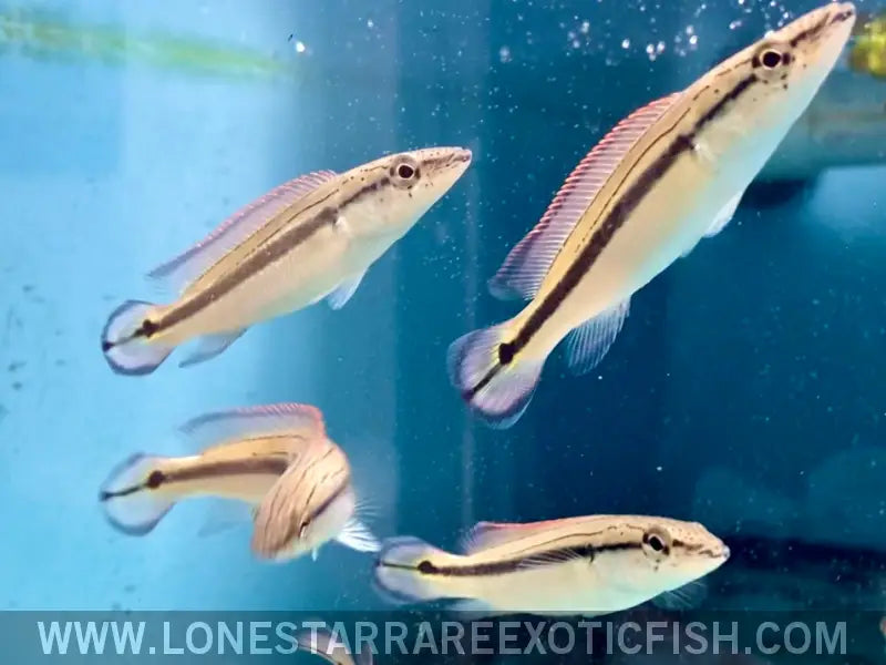 Tapajos Strigata Pike Cichlid / Crenicichla Strigata Live Freshwater Tropical Fish for Sale Online