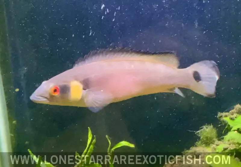 Tapajos Strigata Pike Cichlid / Crenicichla Strigata Live Freshwater Tropical Fish for Sale Online