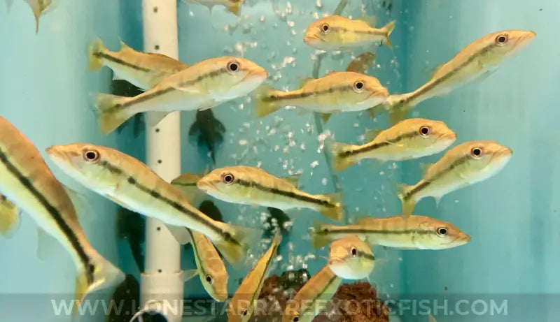 Temensis Peacock Bass / Cichla Temensis Live Freshwater Tropical Fish For Sale Online