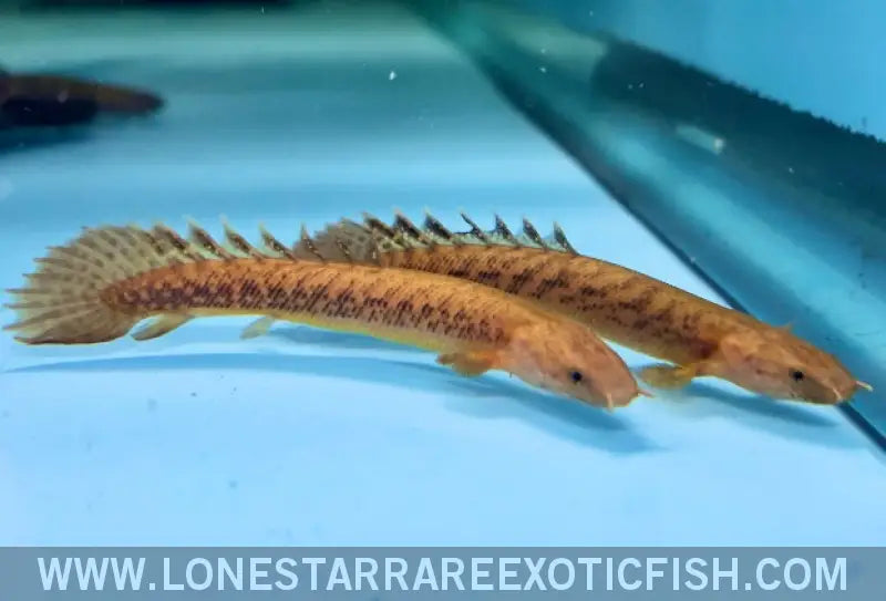 Teugelsi Bichir / Polypterus Teugelsi Live Freshwater Tropical Fish for Sale Online