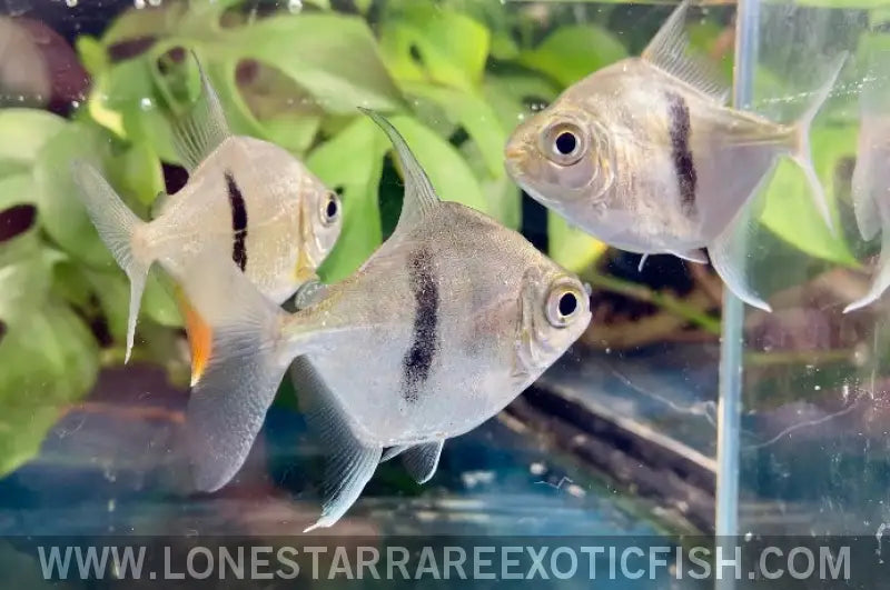 Thin Bar Silver Dollar / Myleus Schomburgkii Live Freshwater Tropical Fish for Sale Online