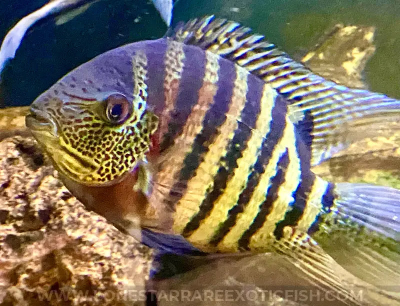 Tiger Curare Severum Cichlid / Heros Severus Live Freshwater Tropical Fish For Sale Online