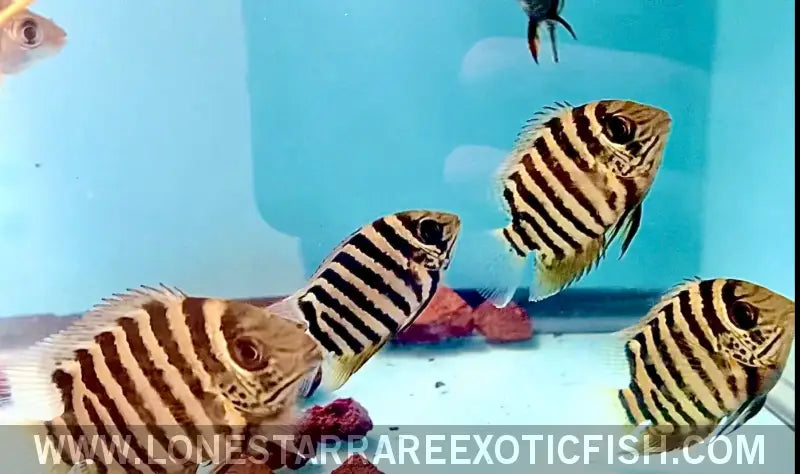 Tiger Curare Severum Cichlid / Heros Severus Live Freshwater Tropical Fish for Sale Online