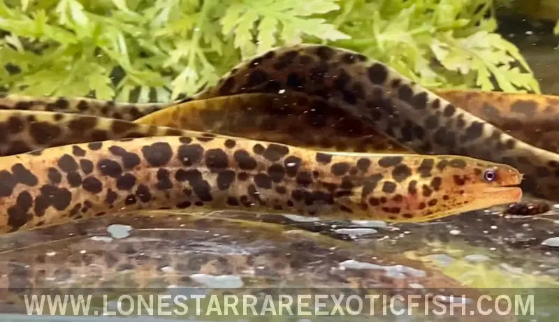 Tiger Moray Eel / Gymnothorax Polyuranodon (true Freshwater Moray) Live Freshwater Tropical Fish for Sale Online