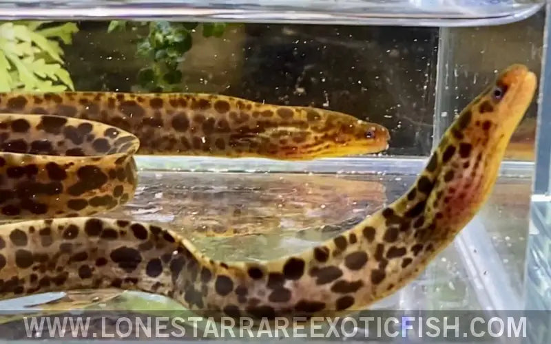 Tiger Moray Eel / Gymnothorax Polyuranodon (true Freshwater Moray) Live Freshwater Tropical Fish for Sale Online