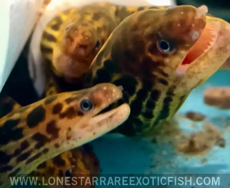 Tiger Moray Eel / Gymnothorax Polyuranodon (true Freshwater Moray) Live Freshwater Tropical Fish for Sale Online