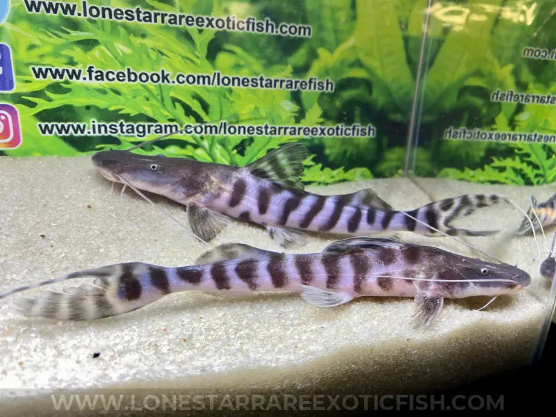 Tigrinus Catfish / Brachyplatystoma Tigrinum Live Freshwater Tropical Fish For Sale Online