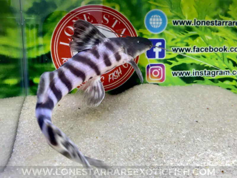 Tigrinus Catfish / Brachyplatystoma Tigrinum Live Freshwater Tropical Fish For Sale Online