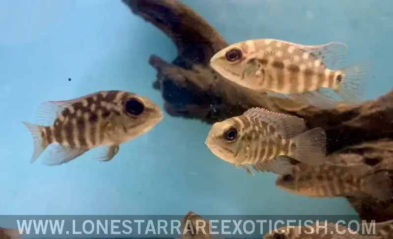 True Parrot Cichlid / Hoplarchus Psittacus Live Freshwater Tropical Fish for Sale Online