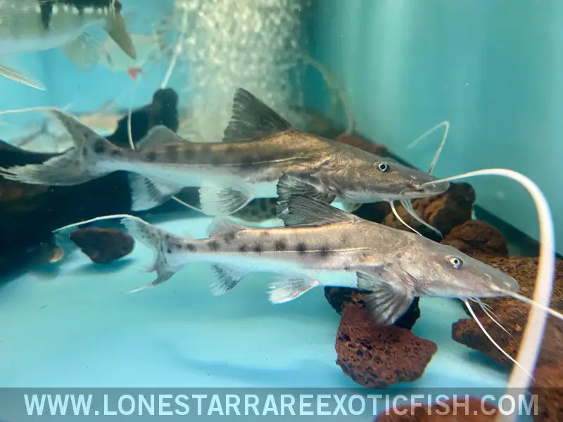 True Piraiba Catfish / Brachyplatystoma Filamentosum Live Freshwater Tropical Fish for Sale Online